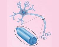 Study reveals architecture of the 'second brain,' the enteric nervous system