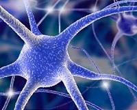 Brain circuits multitask to detect, discriminate the outside world