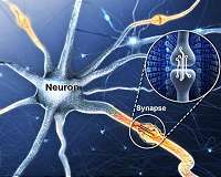Artificial synaptic device simulating the function of human brain