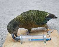 Animals that play with objects learn how to use them as tools