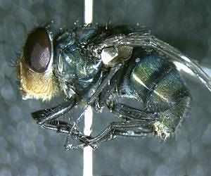 Forensic Biologist Discovers New Fly Species in Indiana