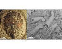 Greenland fossils reveal global ecosystem recovery after mass extinction