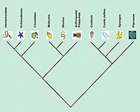 Critical Role Of Evolutionary Processes In Species Coexistence