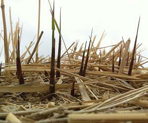 Plant toughness: Key to cracking biofuels?