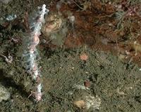 Scientists on NOAA-led mission discover new coral species off California