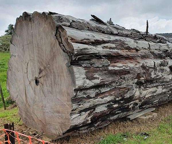 Ancient relic points to a turning point in Earth's history 42,000 years ago