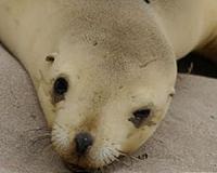 Research reveals New Zealand sea lion is a relative newcomer