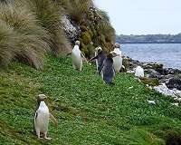Fishing nets pose grave threat to New Zealand's yellow-eyed penguin