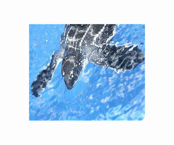 Hatching leatherback turtles get helping hand on Thai beach