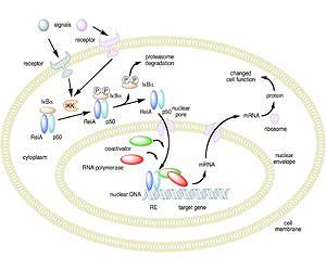 Biochemical cell signals quantified for first time
