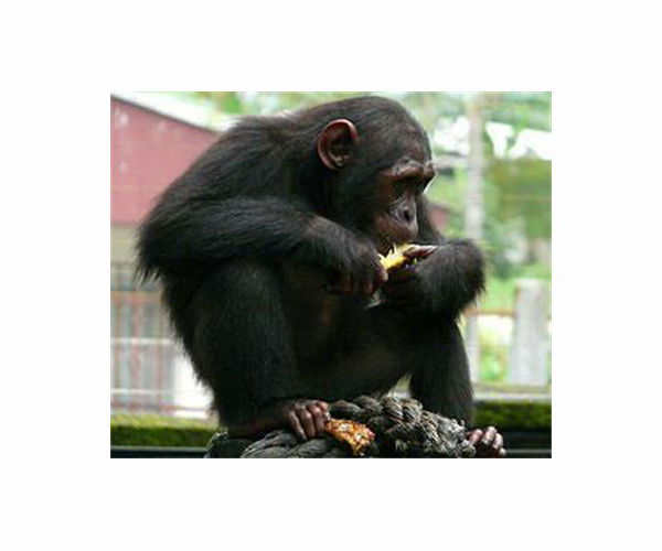 Hong Kong adds wildlife trafficking to organised crime law