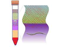 NIST updates 'sweet' 1950s separation method to clean nanoparticles from organisms