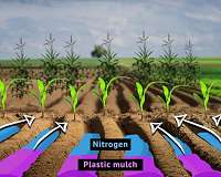 RUDN pedologists found out a correct combination of nitrogen fertilizers and plastic mulch