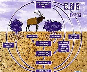 New study outlines economic and environmental benefits to reducing nitrogen pollution