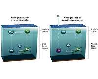 Tiny microenvironments in the ocean hold clues to global nitrogen cycle