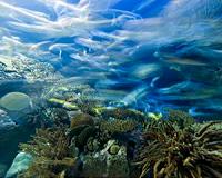 Nitrogen factories in the Cretaceous oceans
