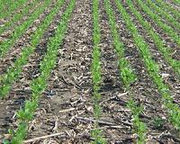 Cover crops can sequester soil organic carbon