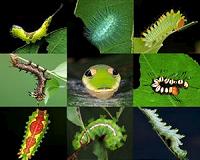 A step towards biological warfare with insects?