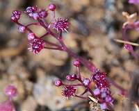 New non-photosynthesizing plant species discovered on Ishigaki island, Japan