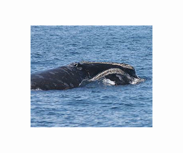 Critically endangered whale species rebounds slightly