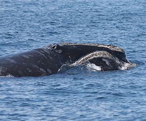 Underwater noise decreases whale communications in Stellwagen Bank sanctuary