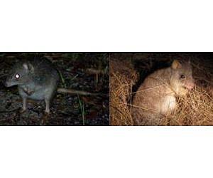 Endangered bettong reveals how weather effects species distribution