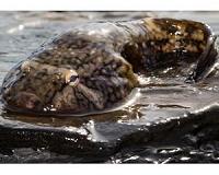 Puget Sound's clingfish could inspire better medical devices, whale tags