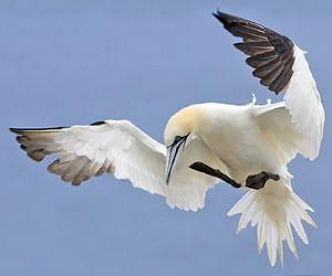 Gannets could be affected by offshore energy developments