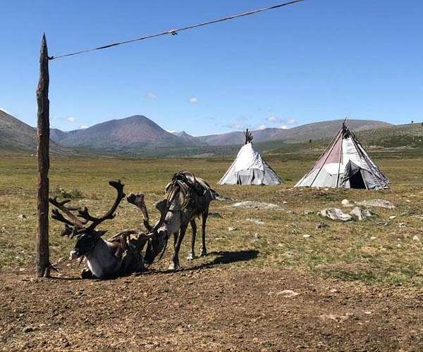 Mongolia's wildlife at risk from overgrazing