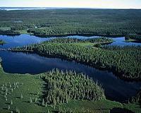 Boreal forests threatened by climate change