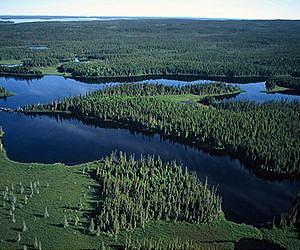 Study explores 100 year increase in forestry diseases
