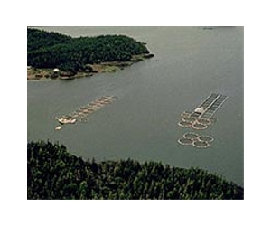 Large-Scale Fish Farm Production Offsets Environmental Gains