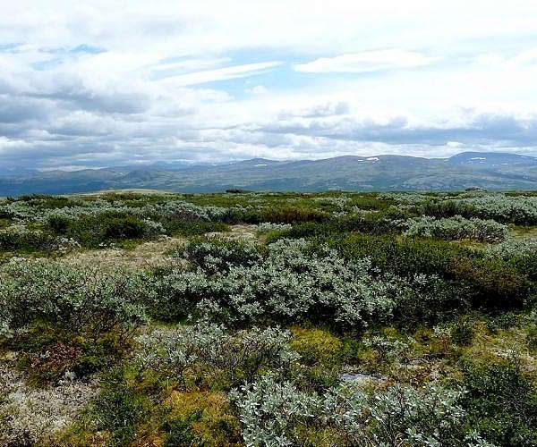Lapland Trees Offer Clues to Historic Solar Storm Impact