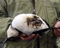 Oil Slick Fouls Hundreds Of Birds Off Norway