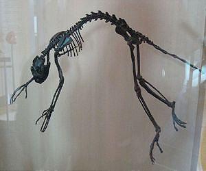 Early primate had a transitional lemur-like grooming claw