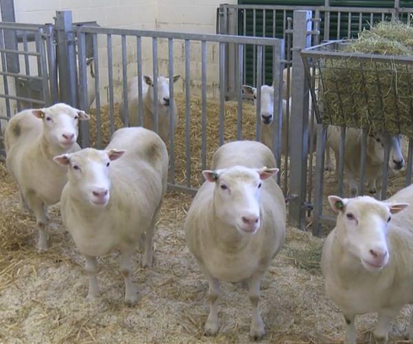 Breeder who tried to create enormous trophy sheep jailed in US
