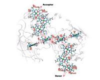 Hugging hemes help electrons hop