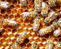 Seven species of bees now listed as endangered