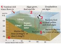 NOAA, partners predict an average 'dead zone' for Gulf of Mexico