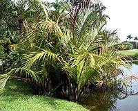 Malaysian Firm Taps Nypa Palms For Ethanol
