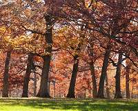 Researchers map the evolutionary history of oaks