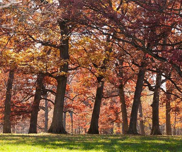 Autumn season science event invites volunteers to track leaf color change