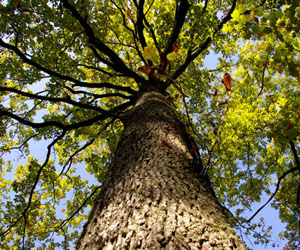 Leaf Litter and Soil Protect Acorns from Prescribed Fire