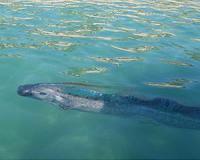 Kayakers captures video of elusive oarfish