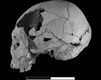40,000-Year-Old Skull Shows Both Modern Human And Neanderthal Traits