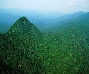 Managing wood to carve a strong community