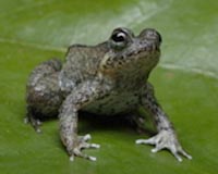 Fungus threatens to wipe out Philippine frogs: experts
