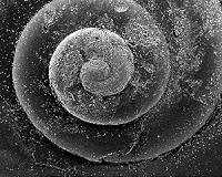 Modern Ocean Acidification Is Outpacing Ancient Upheaval