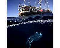 Two ocean studies look at microscopic diversity and activity across entire planet