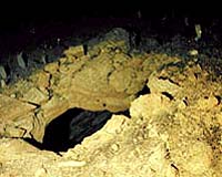 Microbes Beneath Sea Floor Genetically Distinct